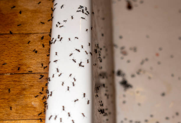 Best Insect Control  in Brighton, TN