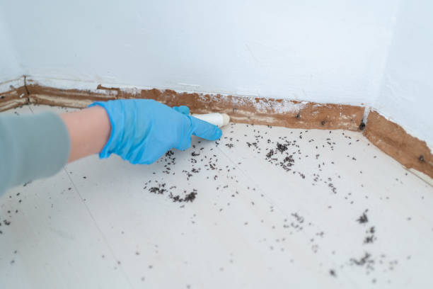 Wasp Removal Services in Brighton, TN